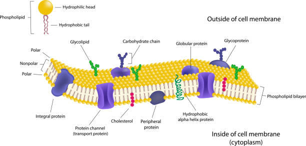 Cell Membrane Transport Model